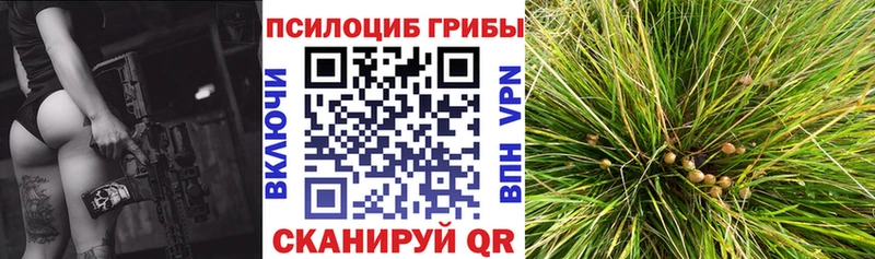 Купить  Дюртюли  Галлюциногенные грибы Cubensis 